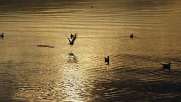 animale uccello gabbiani nel mare acqua video