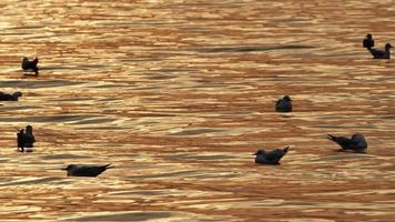 animales aves gaviotas en agua de mar video