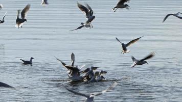 mouettes oiseaux animaux dans l'eau de mer video