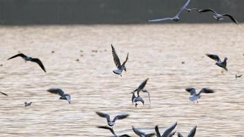 Animal Bird Seagulls in Sea Water video
