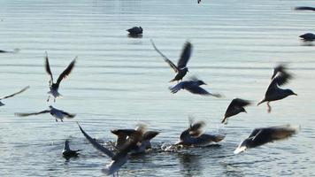 mouettes oiseaux animaux dans l'eau de mer video