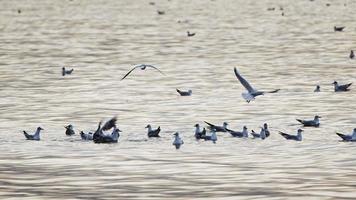 animales aves gaviotas en agua de mar video