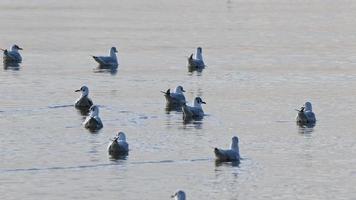 gabbiani di uccelli animali in acqua di mare video