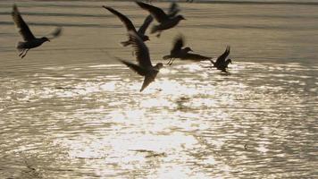 dierlijke vogel meeuwen in zeewater video