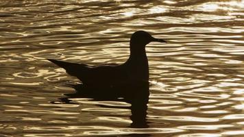 dierlijke vogel meeuwen in zeewater video