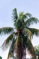 Close up beautiful coconot tree in a garden, wallpaper, seamless pattern, high quality photo