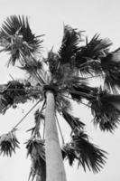 palm tree in the garden photo