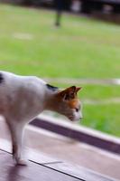 mullido gatito mirando linda joven largo pelo calicó o torbie gato al aire libre disparar foto