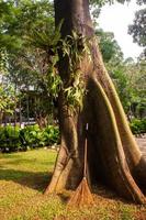 Elkhorn fern, grows attached to the tree in the garden photo