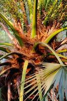 beautiful coconot tree on the beach photo