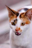 Fluffy kitty looking cute young long hair calico or torbie cat outdoor shoot photo