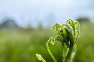 natural abstract background of a close up photo of a tropical rainforest fern plant bud