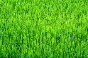 paisaje de campo de arroz en Tailandia, fondo verde foto