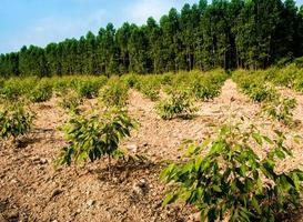 Hilera de árboles de eucalipto de crecimiento en la plantación foto