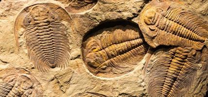 Fossil of Trilobite - Acadoparadoxides briareus - ancient fossilized arthropod on rock. photo