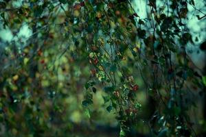 Birch branches of an unnatural emerald color. Foliage and branches background. photo