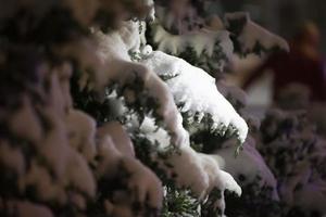 abeto ramas en el nieve en un oscuro noche antecedentes. foto