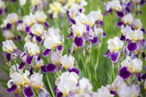 Beautiful multi-colored iris flower grow in the garden. Close-up of a flower iris on blurred green natural background. Full Bloom trend. Shallow depth of field photo