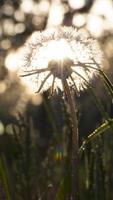 Abstract photo of fluffy dandelion growing in field on a background of cloudy sky. Summer or spring natural background.