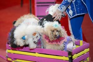 un grupo de perros en el circo.perros realizar en el arena. foto