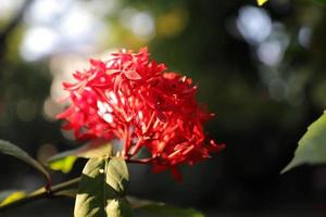 Beautiful red flowers with Green Leaves on Tree in A Garden.Ixora, also known as flame of the woods, jungle flame , West Indian jasmine, Red Bunga Soka , Asoka, King Ixora flower or red spike flower photo