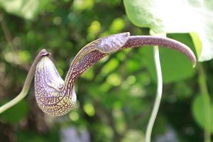 Aristolochia grandiflora or Dutchman's pipe flower photo