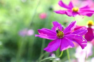 Honey bee feeding on cosmos flower photo