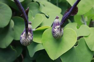 Aristolochia ringens commonly known as Dutchman's pipe. photo