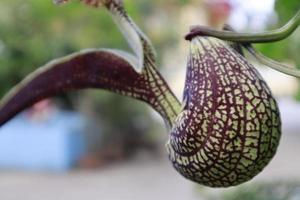 Aristolochia ringens commonly known as Dutchman's pipe. photo