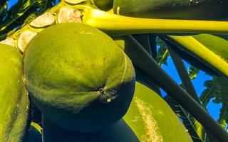 Beautiful papaya tree in tropical nature in Puerto Escondido Mexico. photo