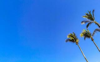 Tropical natural palm tree coconuts blue sky in Mexico. photo