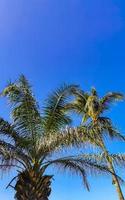 Tropical natural palm tree coconuts blue sky in Mexico. photo