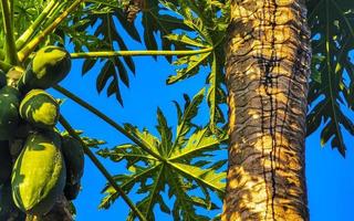 hermoso árbol de papaya en la naturaleza tropical en puerto escondido méxico. foto