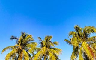 Tropical natural palm tree coconuts blue sky in Mexico. photo