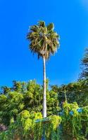 Tropical natural palm tree coconuts blue sky in Mexico. photo