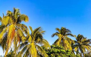 Tropical natural palm tree coconuts blue sky in Mexico. photo