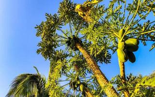 hermoso árbol de papaya en la naturaleza tropical en puerto escondido méxico. foto