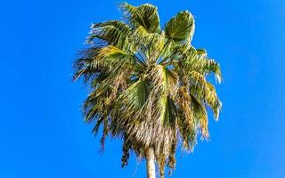 Tropical natural palm tree coconuts blue sky in Mexico. photo