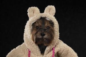 Yorkshire terrier in a beautiful fur coat with a hood looks at the camera. Fashion for dogs. photo