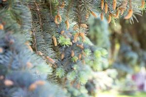 Blurred spruce branches with small cones. photo