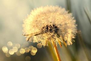 Fluffy white dandelion close-up with golden bokeh spots. photo