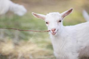 Goat on a rural farm close-up. A funny interested white goat without a horn peeks out from behind a wooden fence. The concept of farming and animal husbandry. Agriculture and dairy production. photo