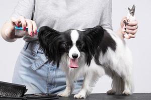 Professional dog care. Papillon combed. photo