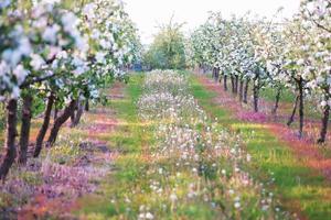 Spring blooming apple orchard full of flowers. photo