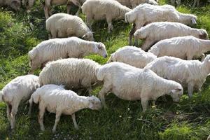 Herds of sheep graze on the slopes of the mountains. photo
