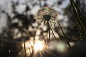 foto abstracta de diente de león esponjoso que crece en el campo sobre un fondo de cielo nublado. fondo natural de verano o primavera.