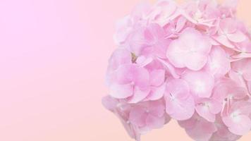 Close-up of a pink hydrangea flower. Watercolor nature floral background. Easter, birthday, nature border design. photo