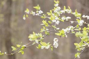 Flowers on an apple tree branch against a blurred garden photo