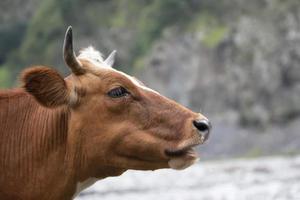 Muzzle of a red cow in profile close-up. photo