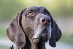 Dog breed kurtshaar close-up.Muzzle of a German dog. photo